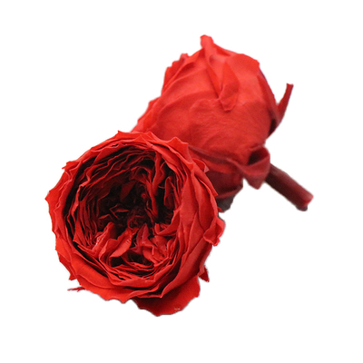 大地农园日本进口宁波diy玫瑰