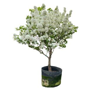 中华木绣球树斗球大花白球盆栽苗别墅庭院地栽丛生棒棒糖耐寒耐热