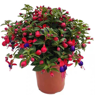 倒挂金钟灯笼花重瓣四季开花盆栽大苗室外阳台带花苞宝莲灯花盆栽