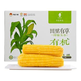 田里有草甜糯软糯新鲜粘糯东北非转基因有机真空玉米粗粮早餐糯