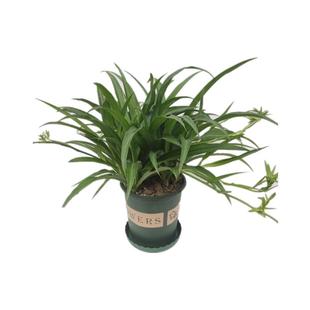 青叶吊兰盆栽带藤垂吊易养客厅室内绿植办公室植物净化空气