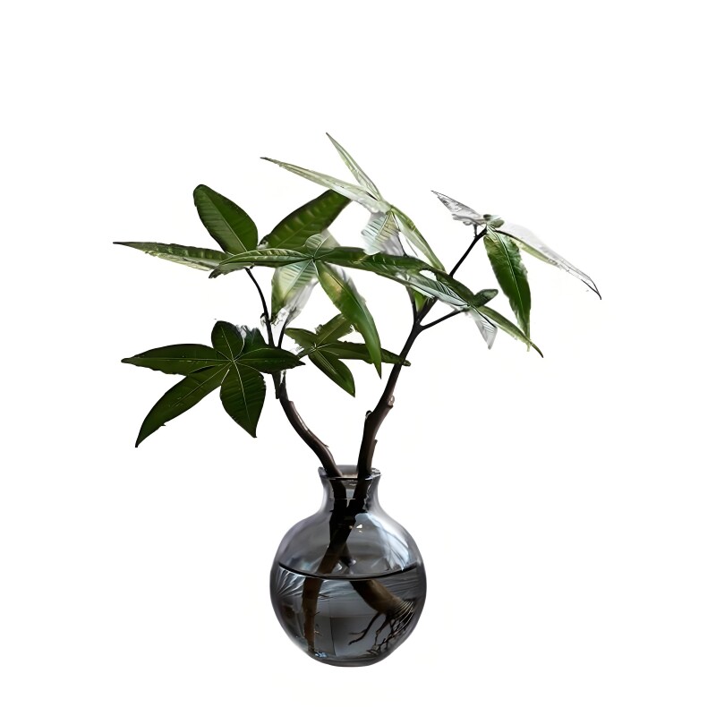 【恭喜发财】水培植物发财树办公水培绿植