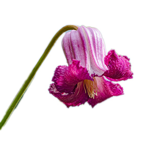 伟伟园艺 铁线莲红公主 天使舞裙 铃铛花型耐热勤花庭院