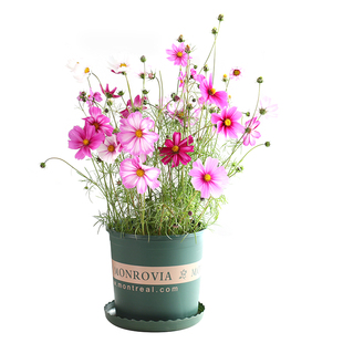 波斯菊花种子格桑花种籽子七彩四季易种花籽易活庭院室外开花种孑