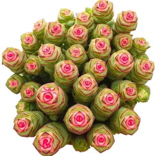 彩色钱串锦多肉植物室内新手好养肉肉红心钱串子稀有品种盆栽花卉