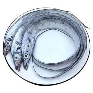 大连渤海刀鱼新鲜带鱼卷冷冻整条白眼刀鱼段烧烤食材整条海鲜礼盒