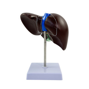 肝胆胰十二指肠胃结构模型 消化科医学 胰腺十二指肠模型 浮雕