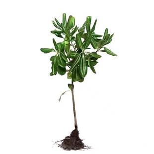 海桐球四季常青树苗开花气味芳香围墙绿篱笆耐寒工程园林绿化小苗