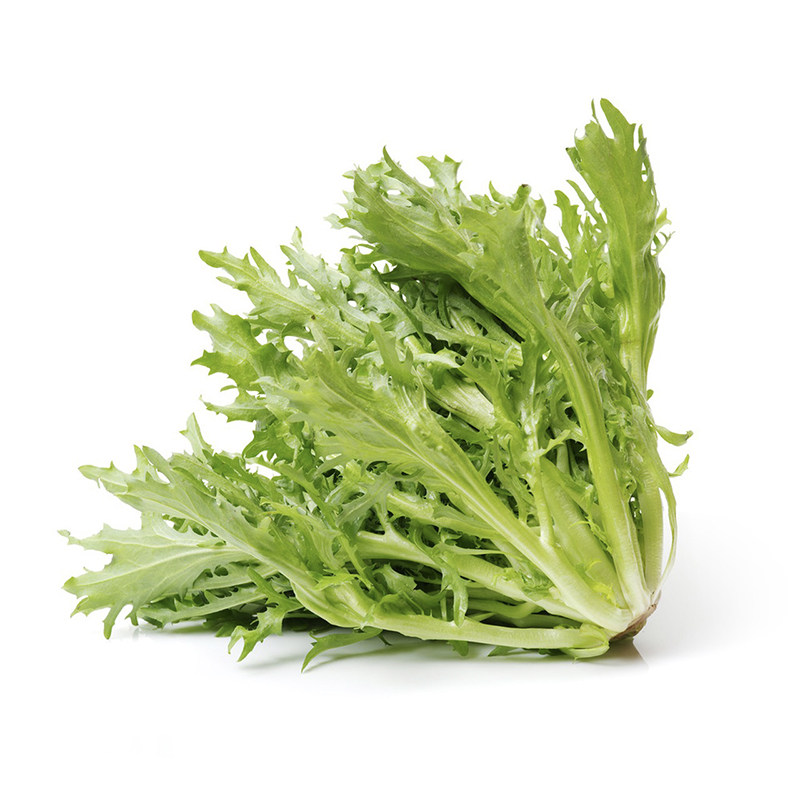 苦菊生菜新鲜苦细叶生菜沙拉蔬菜