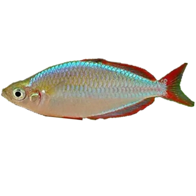 电光刚果蓝美人活体热带观赏鱼