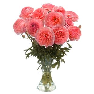 花彩进口巨星花毛茛种球重瓣洋牡丹花蝴蝶阳台盆栽多年生球根花卉