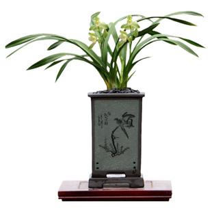 翁源兰花苗高档四季建兰素君荷老种大凤素心带花浓香好养室内花卉