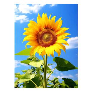 竖版向日葵风景自粘贴纸墙画客厅卧室背景墙蓝天白云海报装饰贴画