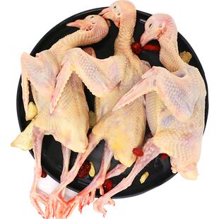 6只鸽子新鲜现杀烤乳鸽生鲜鸽子肉冷冻冰鲜农家散养农村土鸽活体