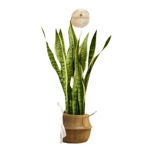 金边虎皮兰绿植客厅沙发旁大盆栽新房室内大型植物办公室花卉好养