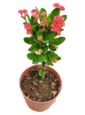 常年开花各种各样小花虎刺梅