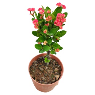 小叶小花虎刺梅盆栽无刺铁海棠黄色粉色耐热耐旱花卉稀有新品种