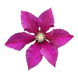 伟伟园艺 铁线莲紫云 花园阳台盆栽顶楼拱门攀援藤本花卉开花机器