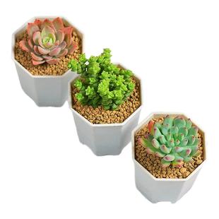 镜绿全套配齐多肉盆栽迷你可爱萌肉肉室内阳台桌面花卉含盆土托架