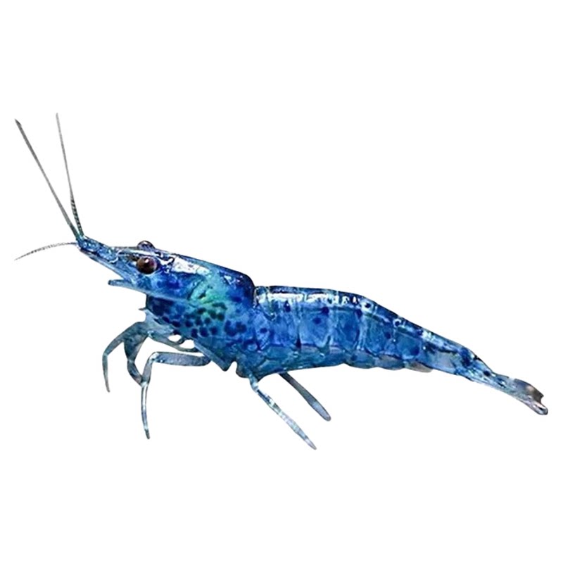 观赏虾活体宠物工具虾淡水除藻虾樱花虾极火虾黄金米虾水晶虾套餐