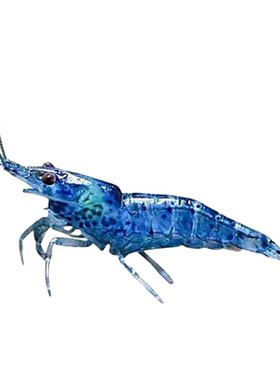 观赏虾活体宠物工具虾淡水除藻虾