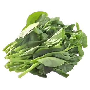 木耳菜大圆叶爬藤木耳菜新鲜农家自种豆腐菜大叶木耳菜凉拌包邮