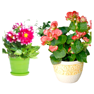 盆栽室内花卉水培植物发财树