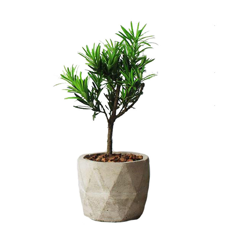 庭院花卉盆栽绿植四季青可做盆景