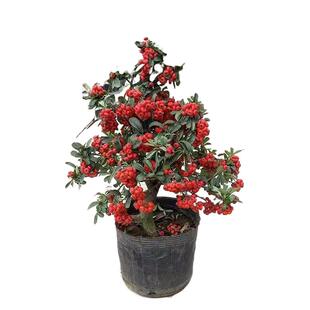 火棘树盆栽吉祥果盆景满堂红植物观果绿植阳台庭院开花结果小植物