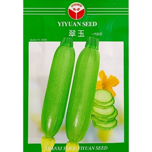 翠玉西葫芦种子角瓜菜瓜青瓜生瓜小瓜杂交高产种籽10克/袋约80粒