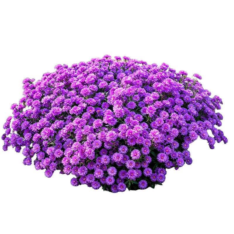 紫菀盆栽庭院地栽花苗荷兰菊多年生耐寒耐热阳台开花好养易活植物