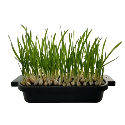 大蒜头籽种植发芽蒜苗蒜苔农户留