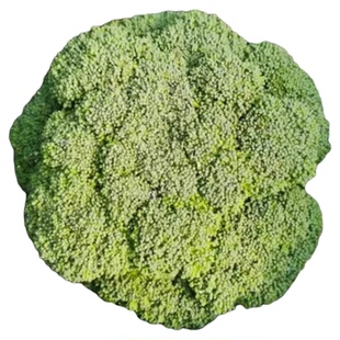 西兰花苗花菜苗绿甘蓝包菜秧苗蔬菜松花菜苗四季秋冬耐寒蔬菜秧苗