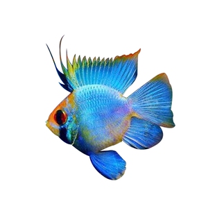 入门小型热带观赏鱼孔雀鱼凤尾鱼巴西红扇象牙白鱼合集活体包邮