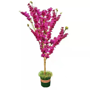 紫荆苗满条红紫荆花苗盆栽绿植紫荆树苗庭院花园植物观赏彩色花卉