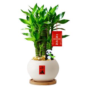 富贵竹盆栽室内客厅桌面绿植花卉办公室工位招财盆景懒人好养植物