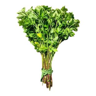 水芹菜新鲜苏北品质时令蔬菜农家菜现摘现发江苏无节少见水菜水芹