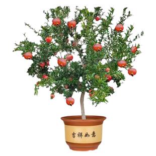 石榴树树苗突尼斯软籽石榴苗庭院盆栽果树果苗正宗无籽矮化大石榴