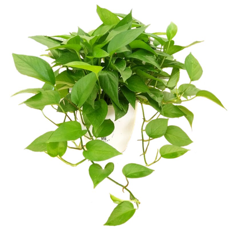 绿萝植物水培土培长藤盆栽 室内装修吸甲醛四季常绿基地直供包邮