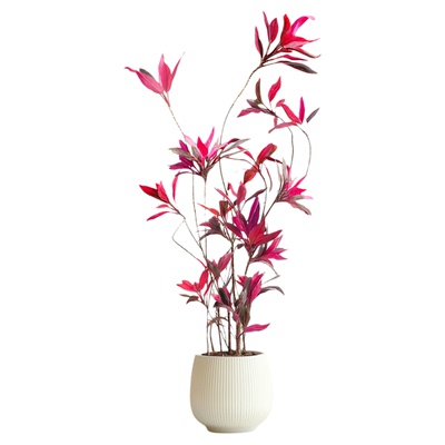 红叶朱蕉大型绿植组合盆栽