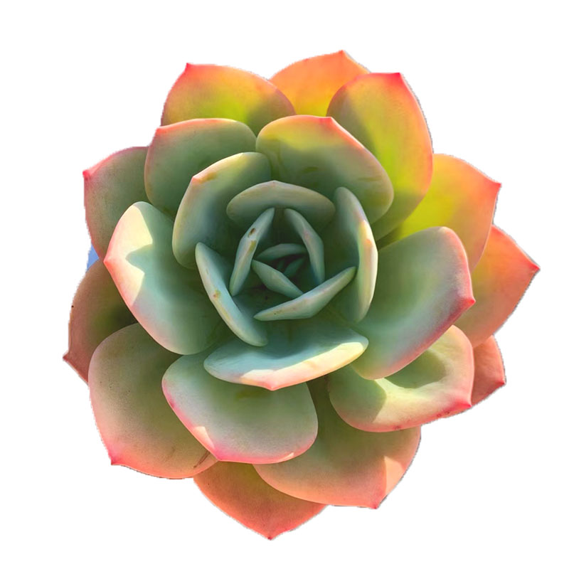 大单头月影东云石莲花包子多肉植物新手好养艺点多肉包邮云南露养