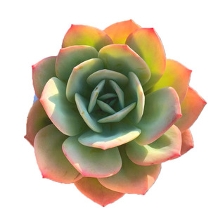 大单头月影东云石莲花包子多肉植物新手好养艺点多肉包邮云南露养