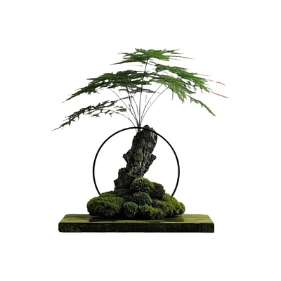 文竹盆栽植物室内客厅四季常青