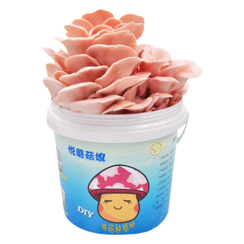 悦蘑菇娘 平菇蘑菇菌包菌棒盆栽食用菌菌包菌棒桶装蘑菇种植菌包