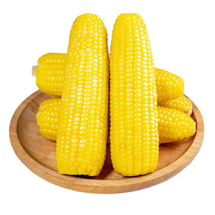 辰旭稼禾东北黄糯玉米黑土地苞米真空锁鲜嫩苞谷软糯香甜黑龙江