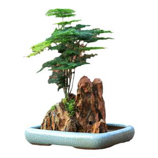 水培易活植物净化空气四季常青茶台好养花卉盆景桌面造型文竹盆栽