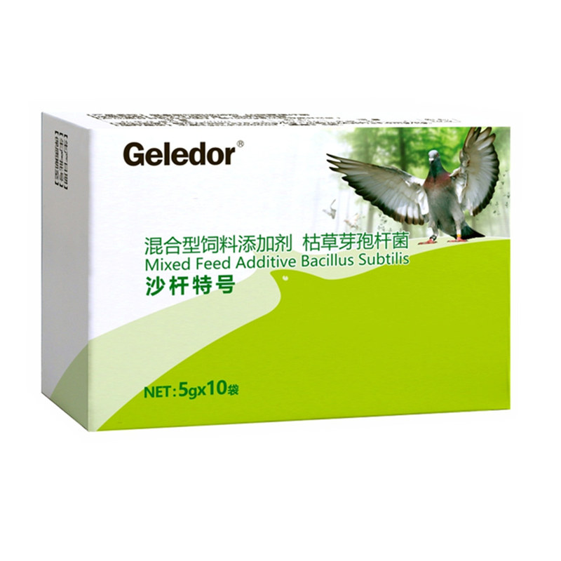 格莱德沙杆特号粉赛鸽种鸽肠道