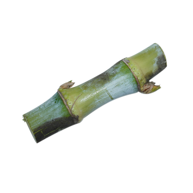 多年生牧草种子高产四季牛羊牧草