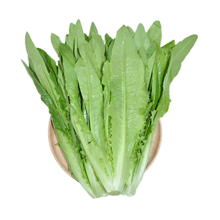 油麦菜种子四季易种青菜种籽好菜籽盆栽籽种菜苗秧苗春秋种孑米香