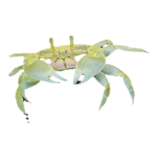 迷你蟹辣椒蟹观赏蟹可与灯科鱼孔雀鱼虾斑马鱼混养吃涡虫除藻活体